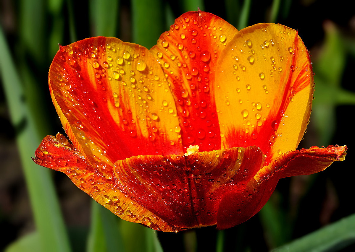 Sigma 70-300mm F4-5.6 APO DG Macro sample photo. х photography
