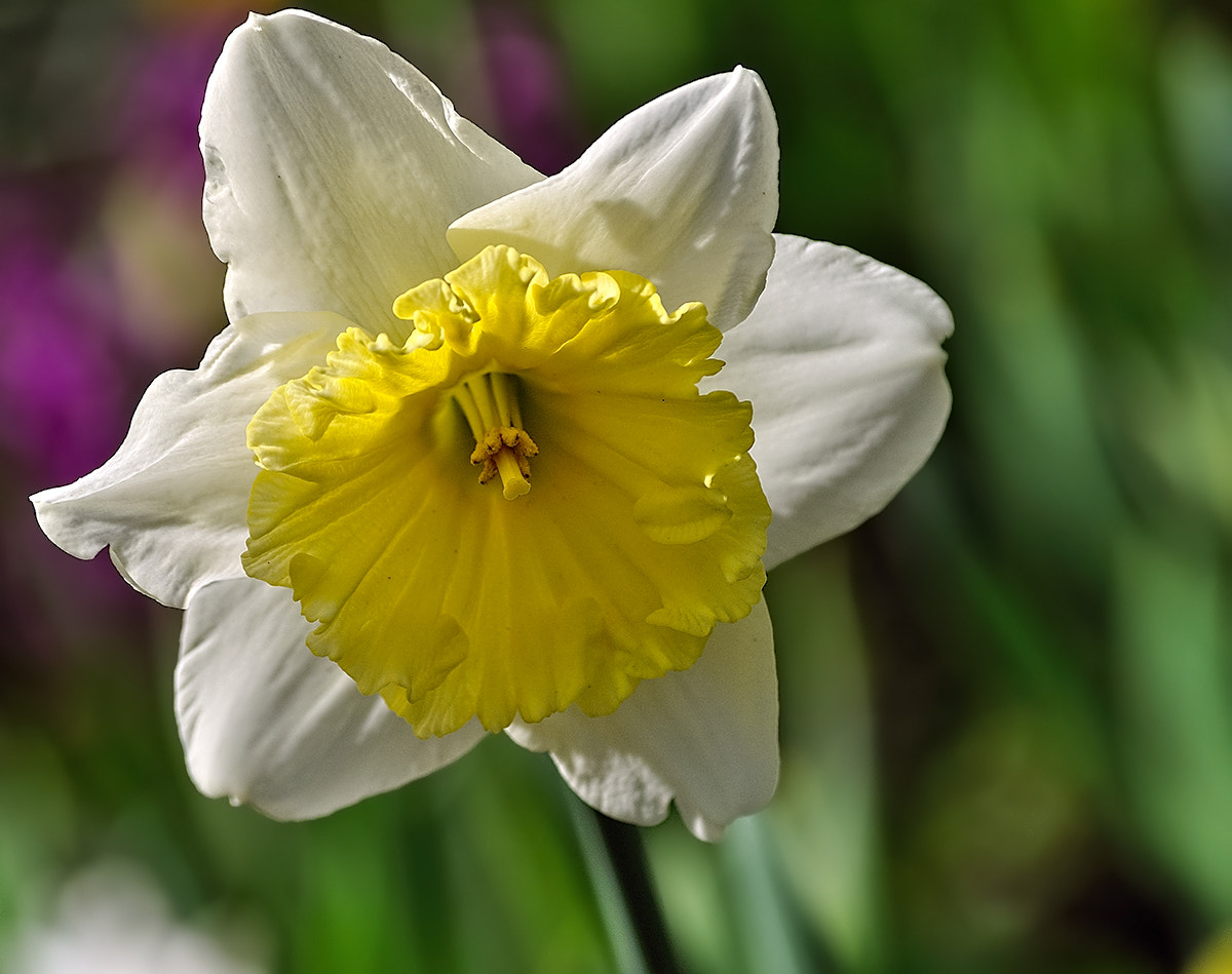 Sigma 70-300mm F4-5.6 APO DG Macro sample photo. - photography