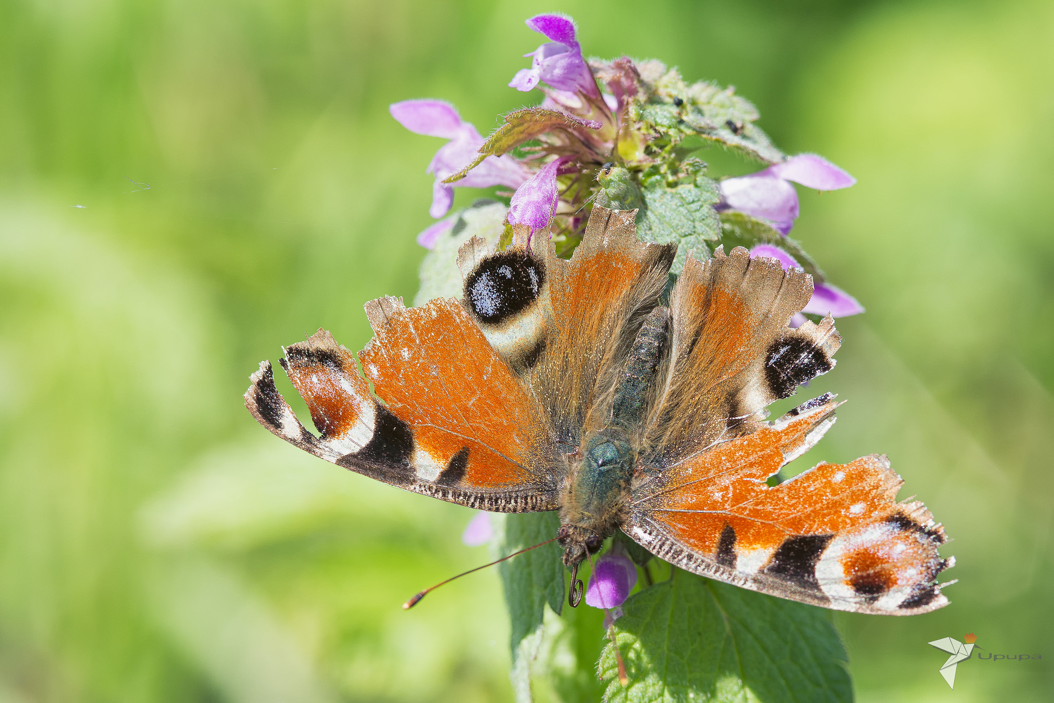 Nikon D800E + AF Micro-Nikkor 105mm f/2.8 sample photo. Broken wings photography