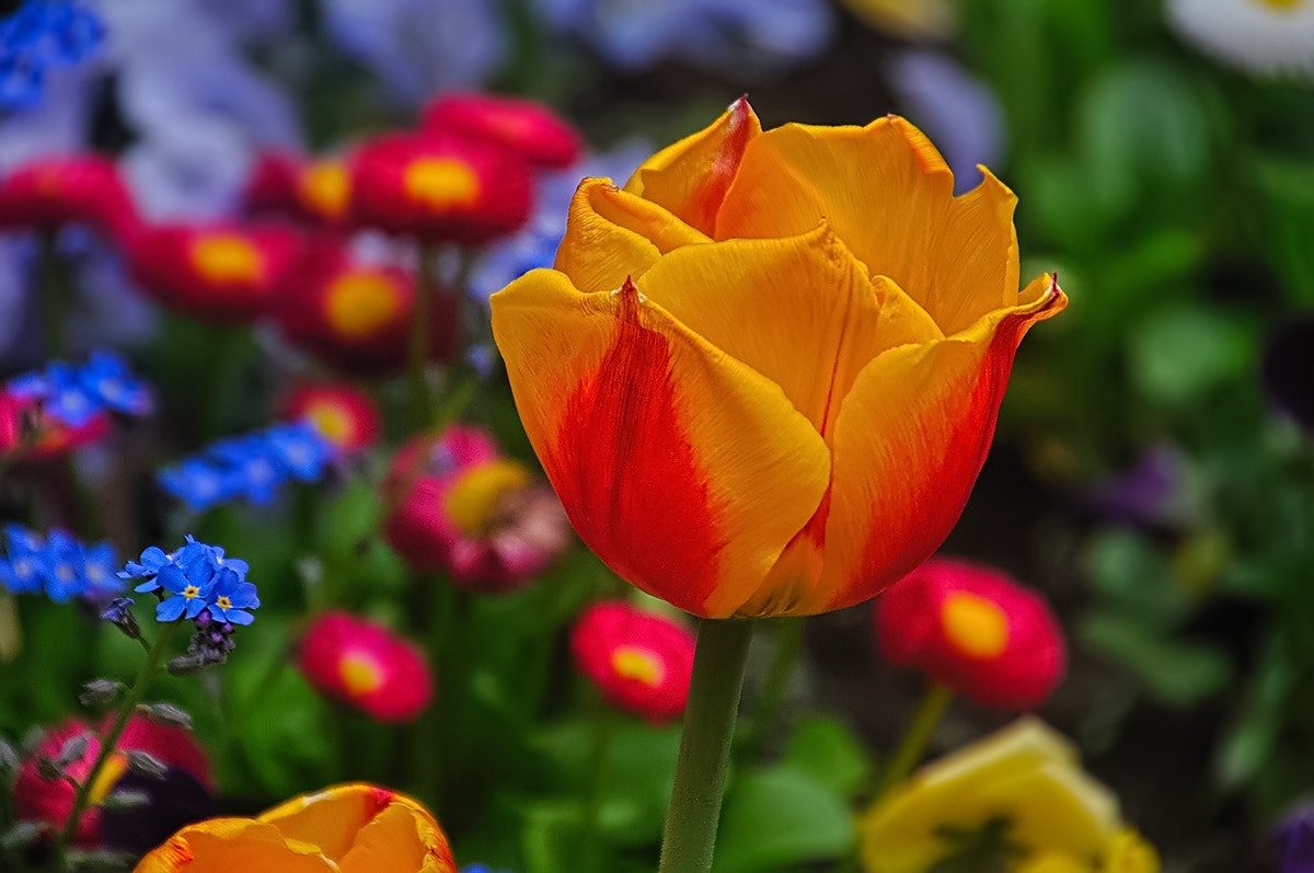 Nikon D5000 sample photo. ***** photography