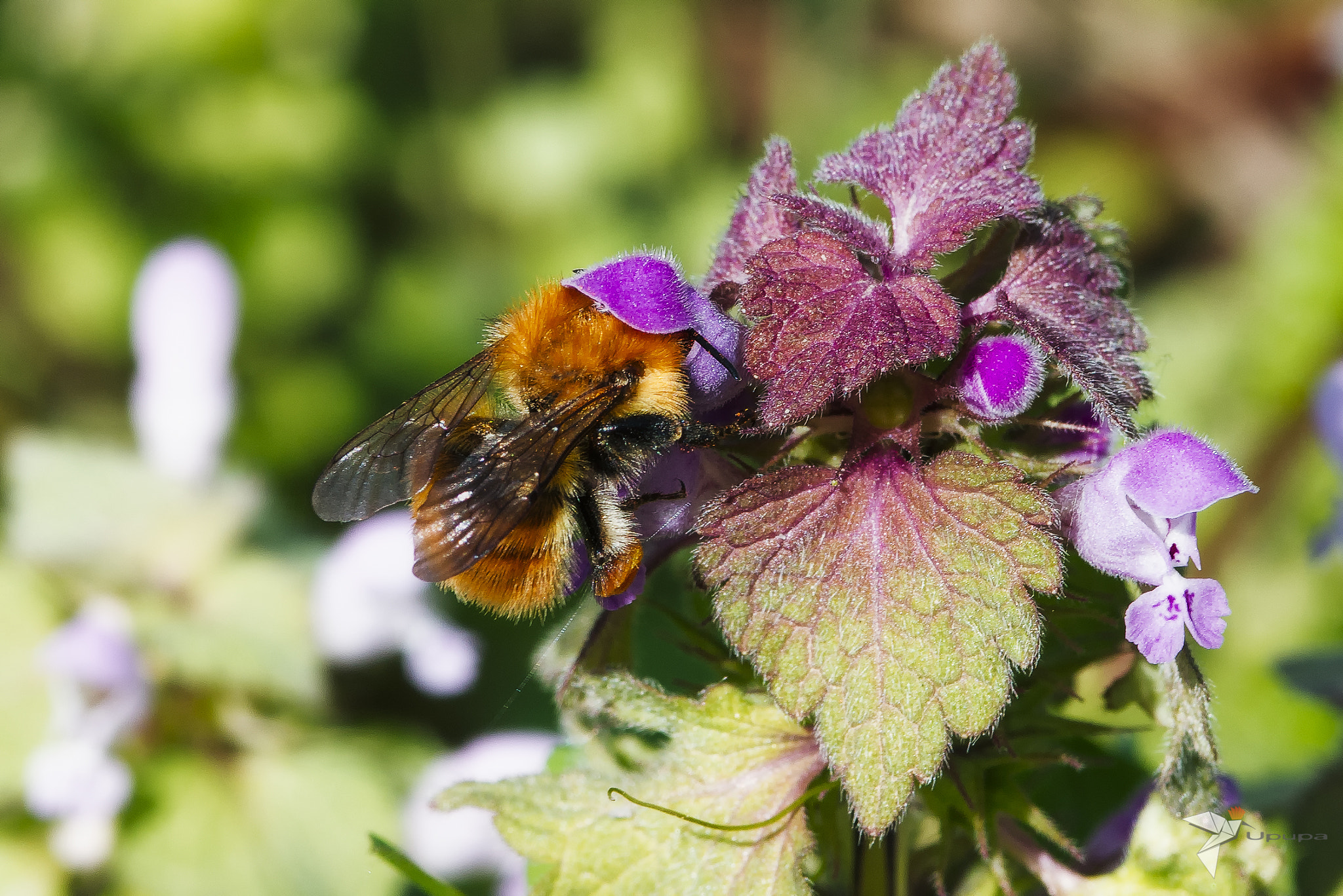 Nikon D800E + AF Micro-Nikkor 105mm f/2.8 sample photo. Bee with hat photography