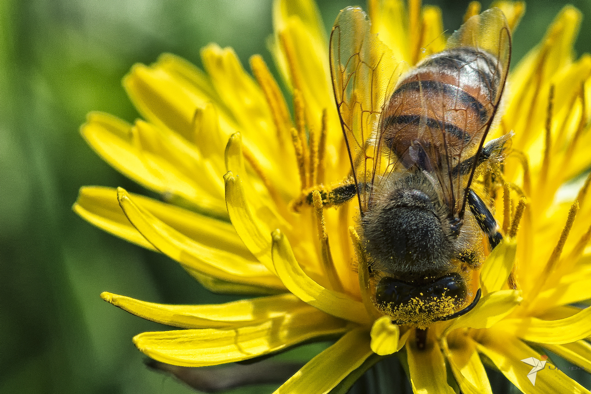 Nikon D800E + AF Micro-Nikkor 105mm f/2.8 sample photo. Bee on dandelion photography