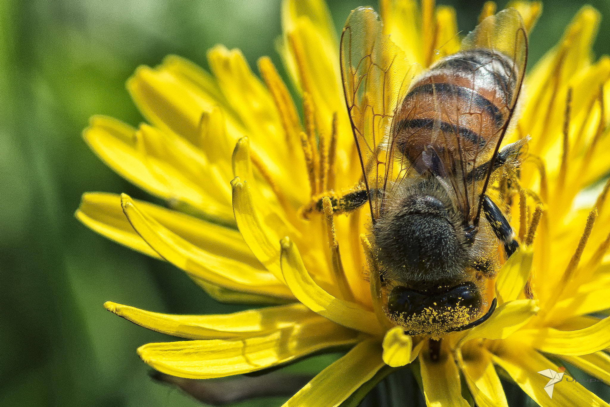 Nikon D800E sample photo. Bee on dandelion photography