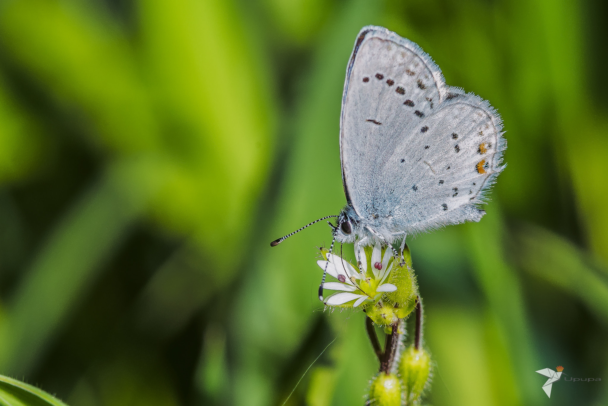 Nikon D800E + AF Micro-Nikkor 105mm f/2.8 sample photo. Cavolaia photography