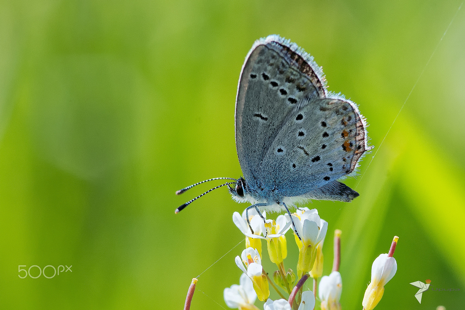 Nikon D800E + AF Micro-Nikkor 105mm f/2.8 sample photo. Cavolaia blu photography