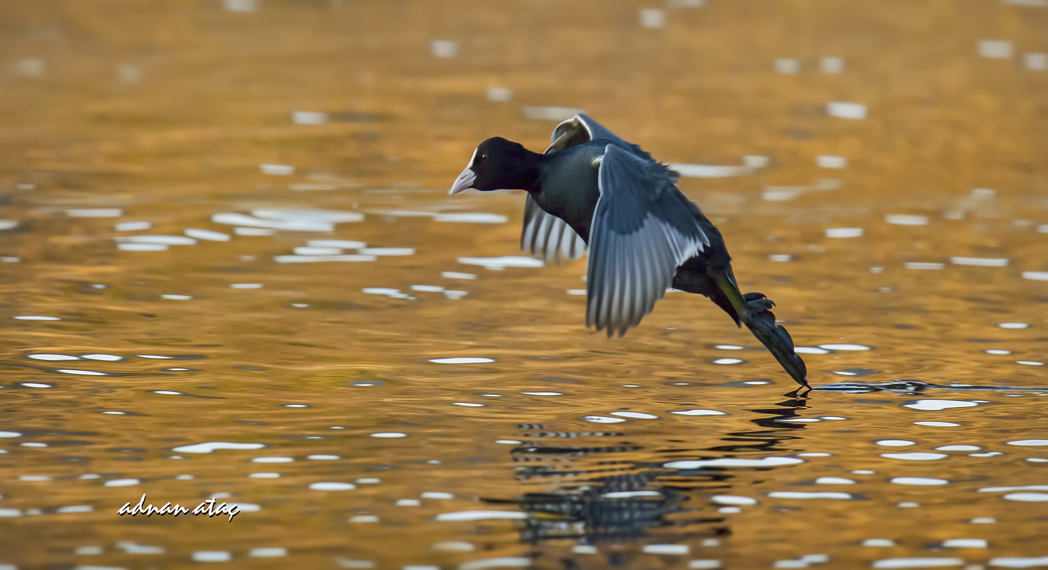 Sigma 150-600mm F5-6.3 DG OS HSM | S sample photo. Sakarmeke - fulica atra - eurasian coot photography