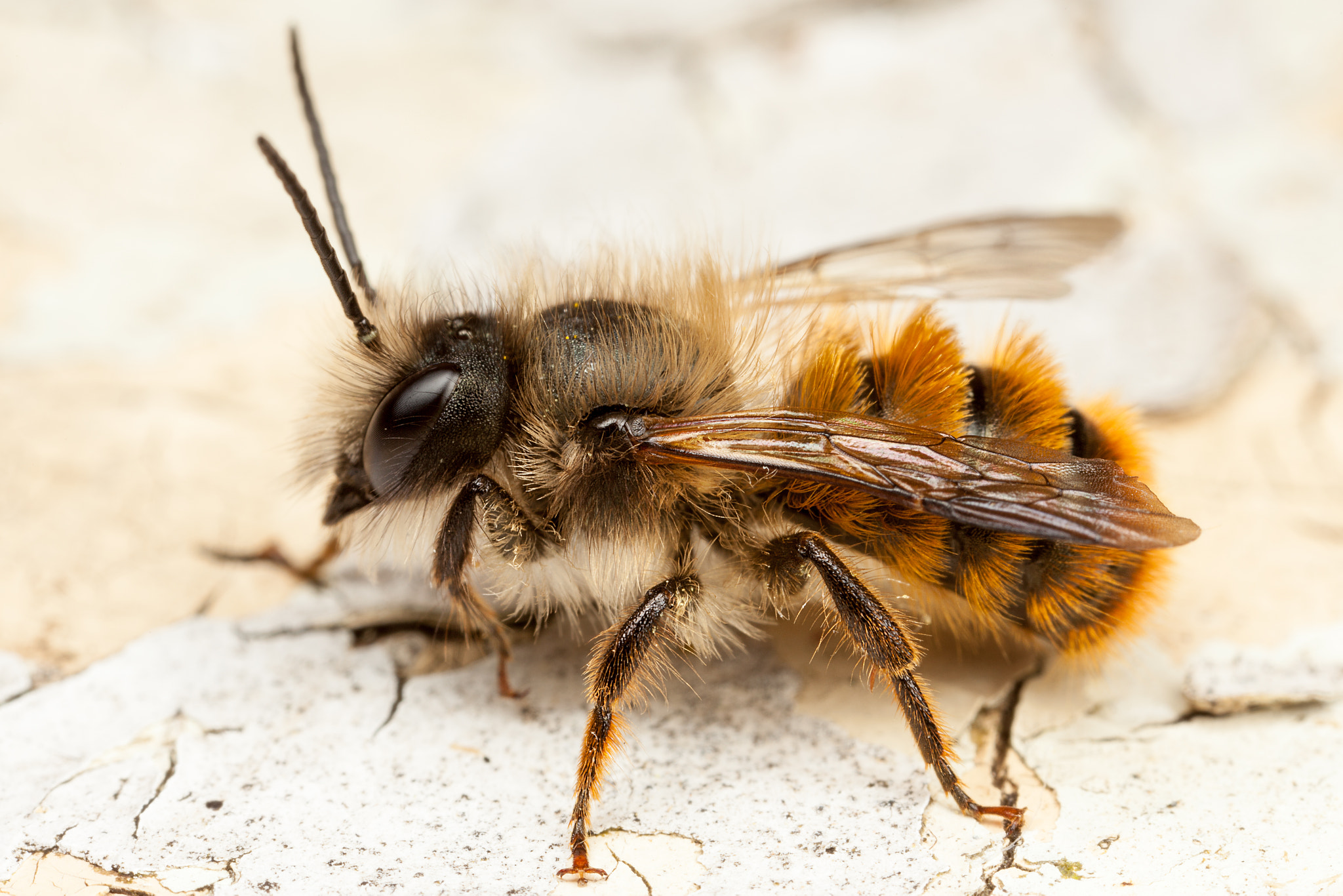 Canon EOS 5D Mark II + Canon MP-E 65mm F2.5 1-5x Macro Photo sample photo. Red mason bee photography