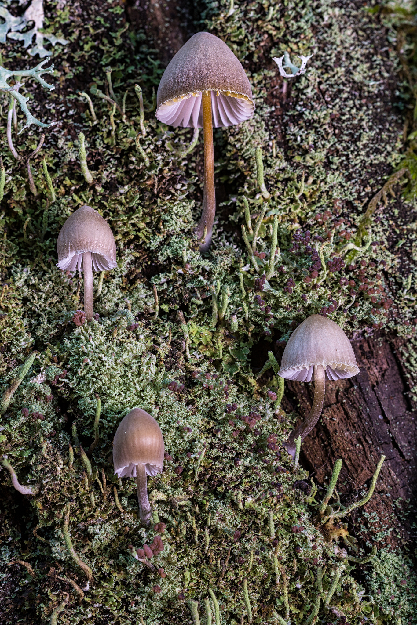 Canon EOS 60D + Sigma 50mm f/2.8 EX sample photo. Mycena sp photography