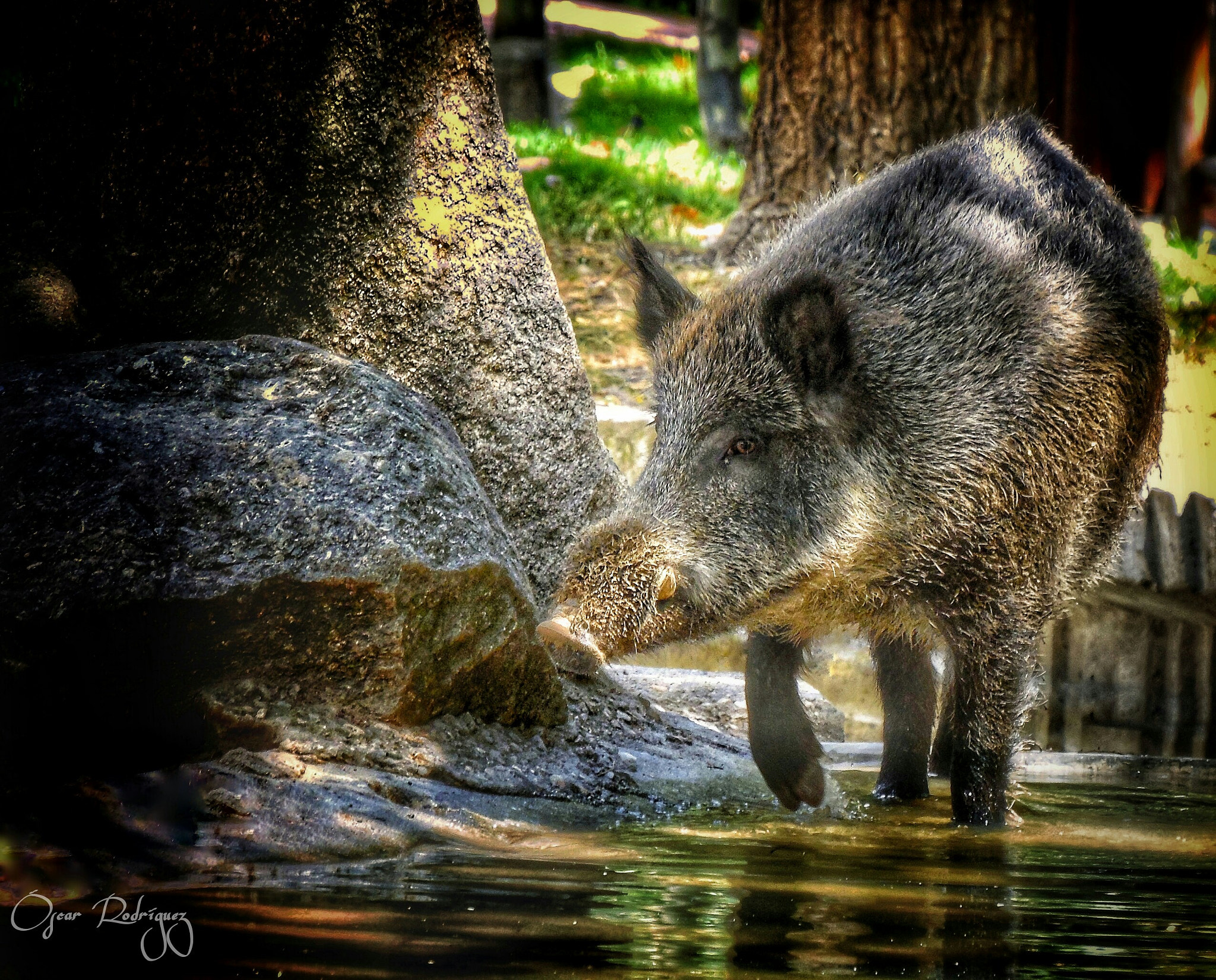 Samsung WB2200F sample photo. Wild pig photography