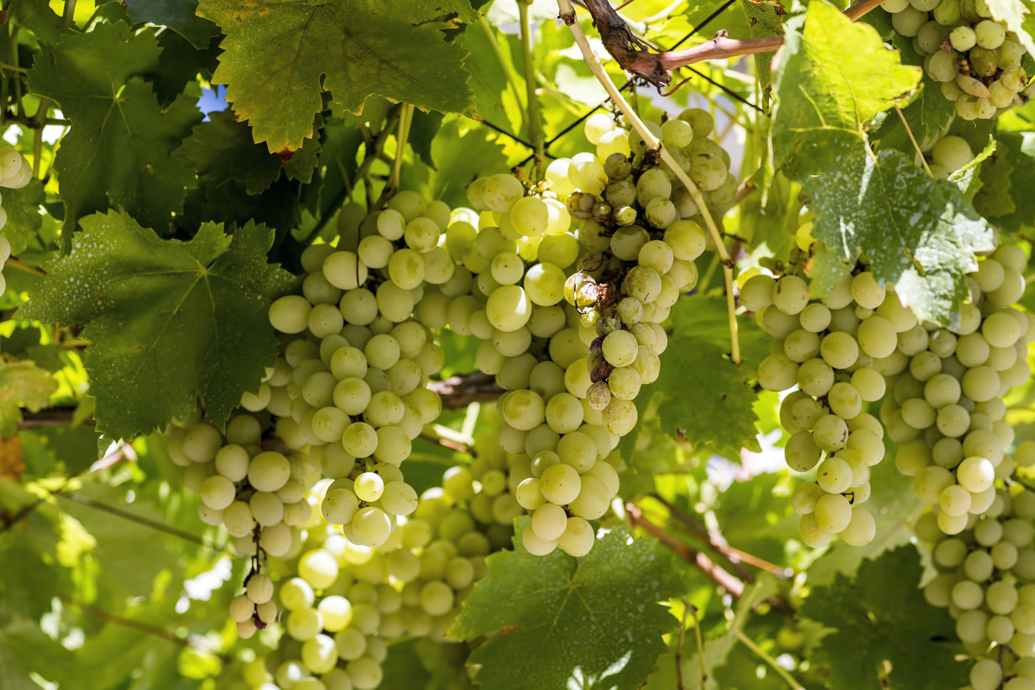 Canon EOS 6D sample photo. Fresh grapes on the vine in bulgaria photography