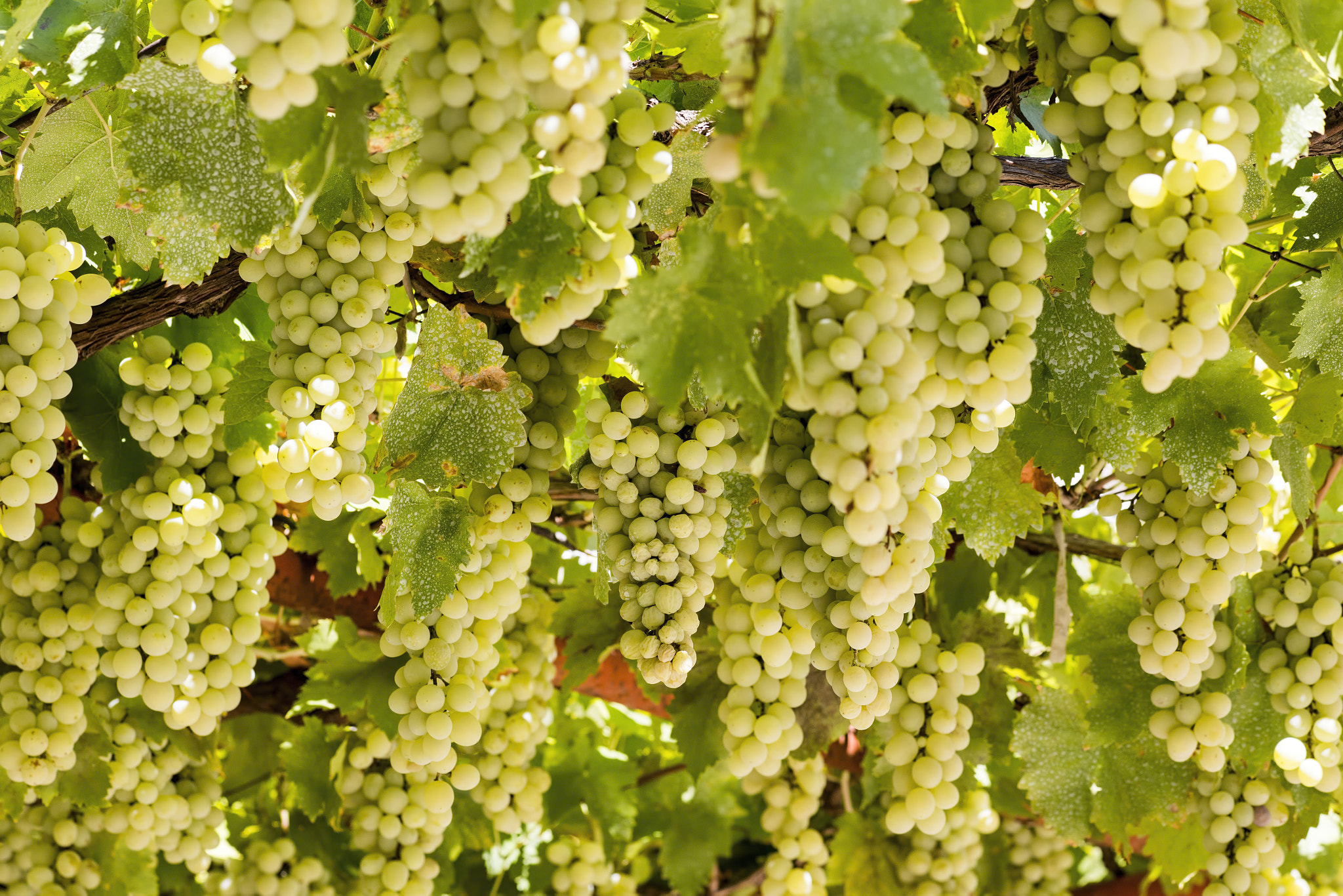 Canon EF 100mm F2.8 Macro USM sample photo. Fresh grapes on the vine in bulgaria photography