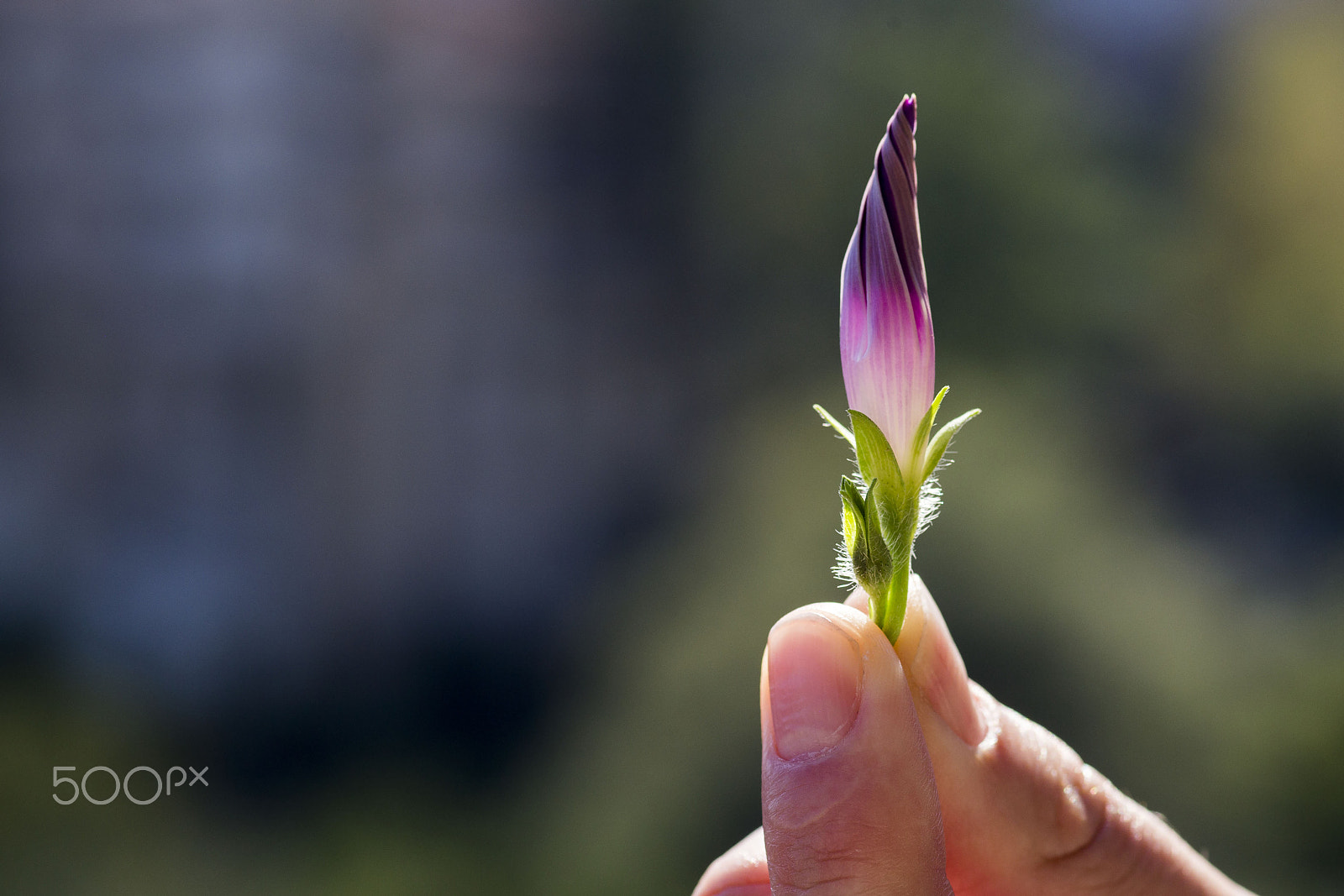 Canon EOS 6D sample photo. Purple flower bloom photography