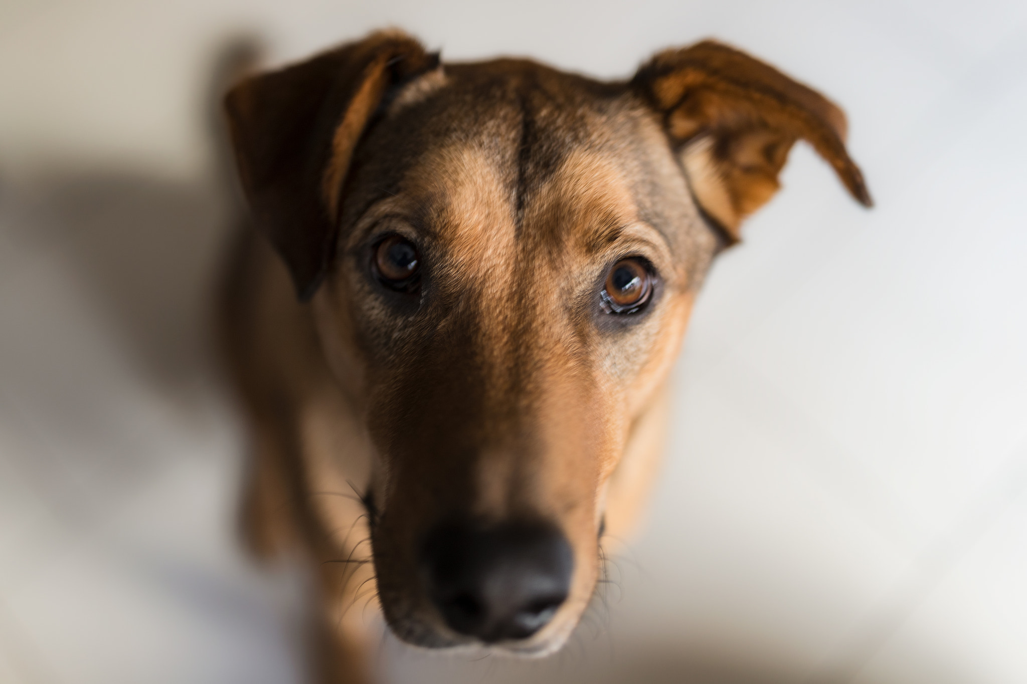 Canon EF 35mm F1.4L II USM sample photo. Kalle the dog photography
