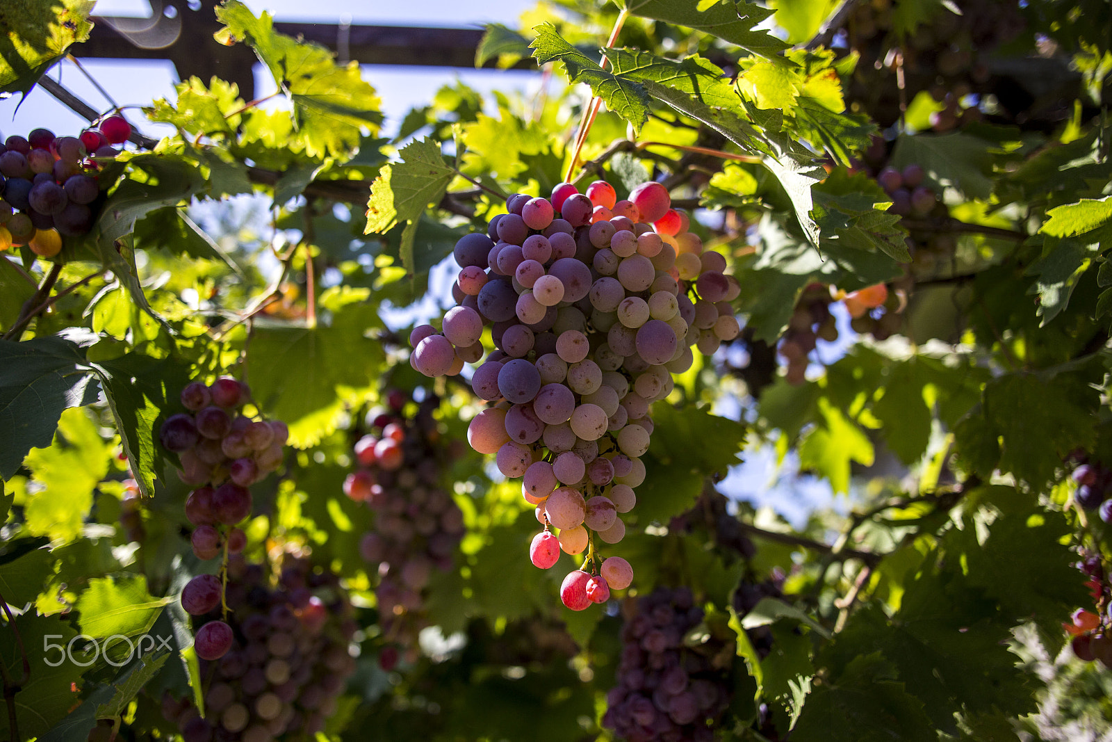 Canon EOS 6D + Canon EF 24mm F2.8 sample photo. Fresh grapes on the vine in bulgaria photography