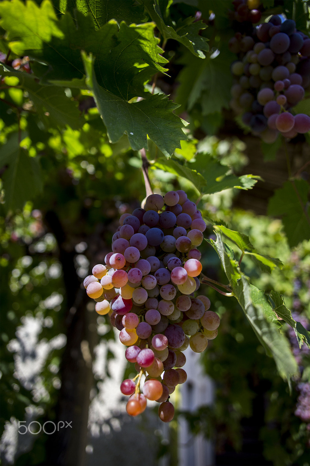 Canon EOS 6D + Canon EF 24mm F2.8 sample photo. Fresh grapes on the vine in bulgaria photography