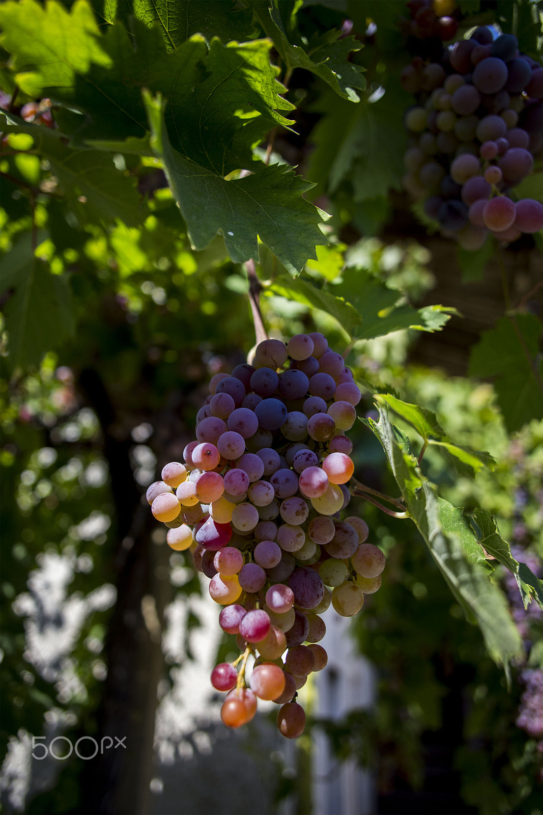Canon EF 24mm F2.8 sample photo. Fresh grapes on the vine in bulgaria photography