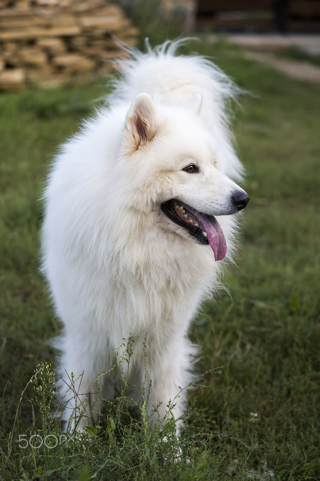 Canon EOS 6D sample photo. Large white samoyed dog photography