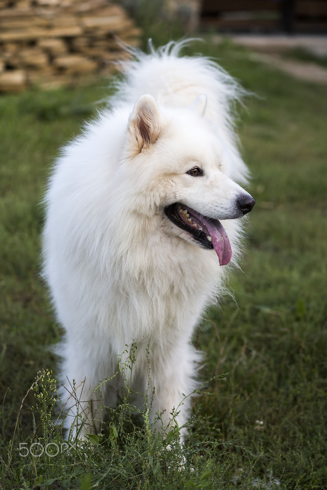 Canon EF 100mm F2.8 Macro USM sample photo. Large white samoyed dog photography