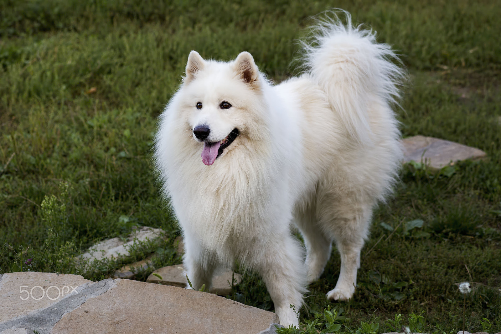 Canon EF 100mm F2.8 Macro USM sample photo. Large white samoyed dog photography