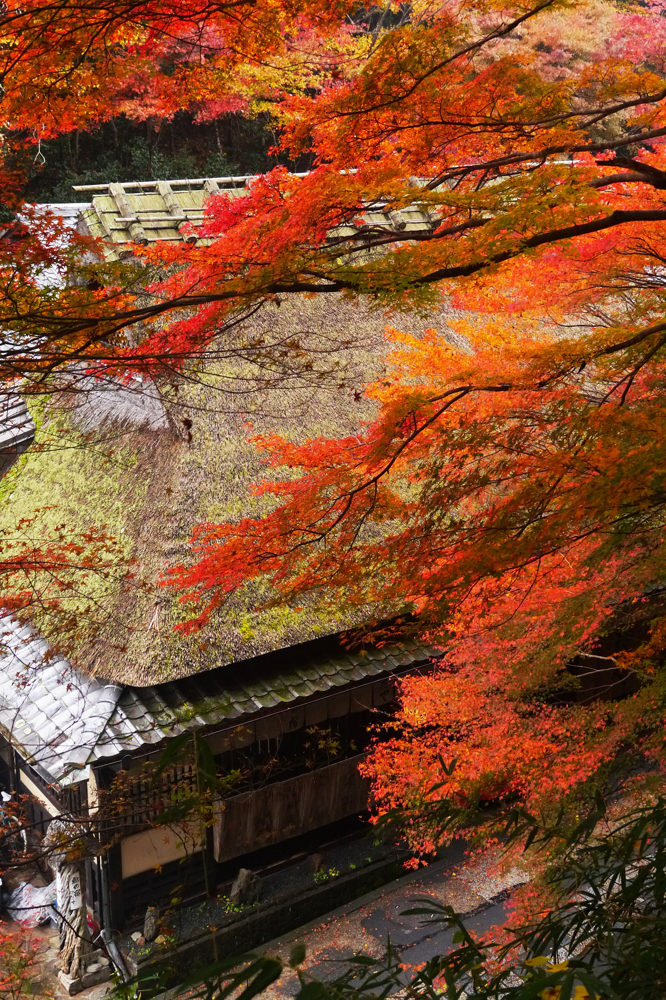 Panasonic Lumix DMC-GX1 sample photo. Autumn in kyoto photography