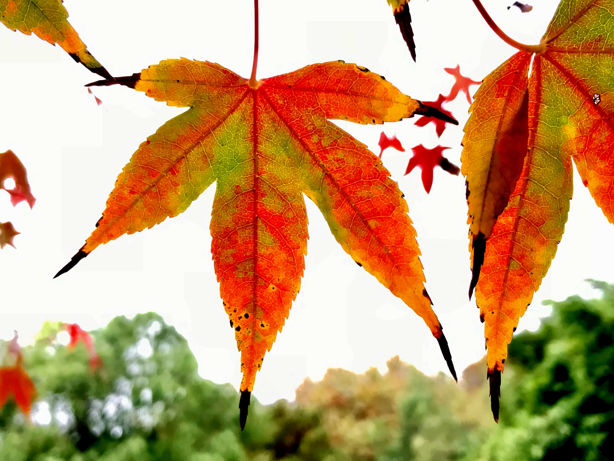 Apple iPhone9,1 sample photo. Red maple leaves 红叶 photography