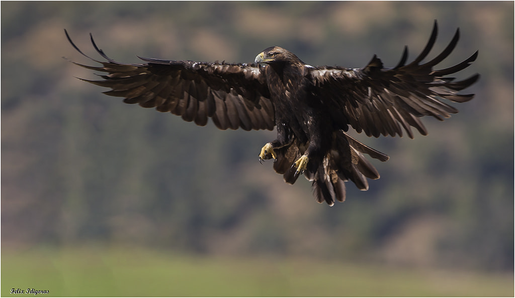 Canon EOS-1D X + Canon EF 500mm F4L IS USM sample photo. Mostrando poderio photography