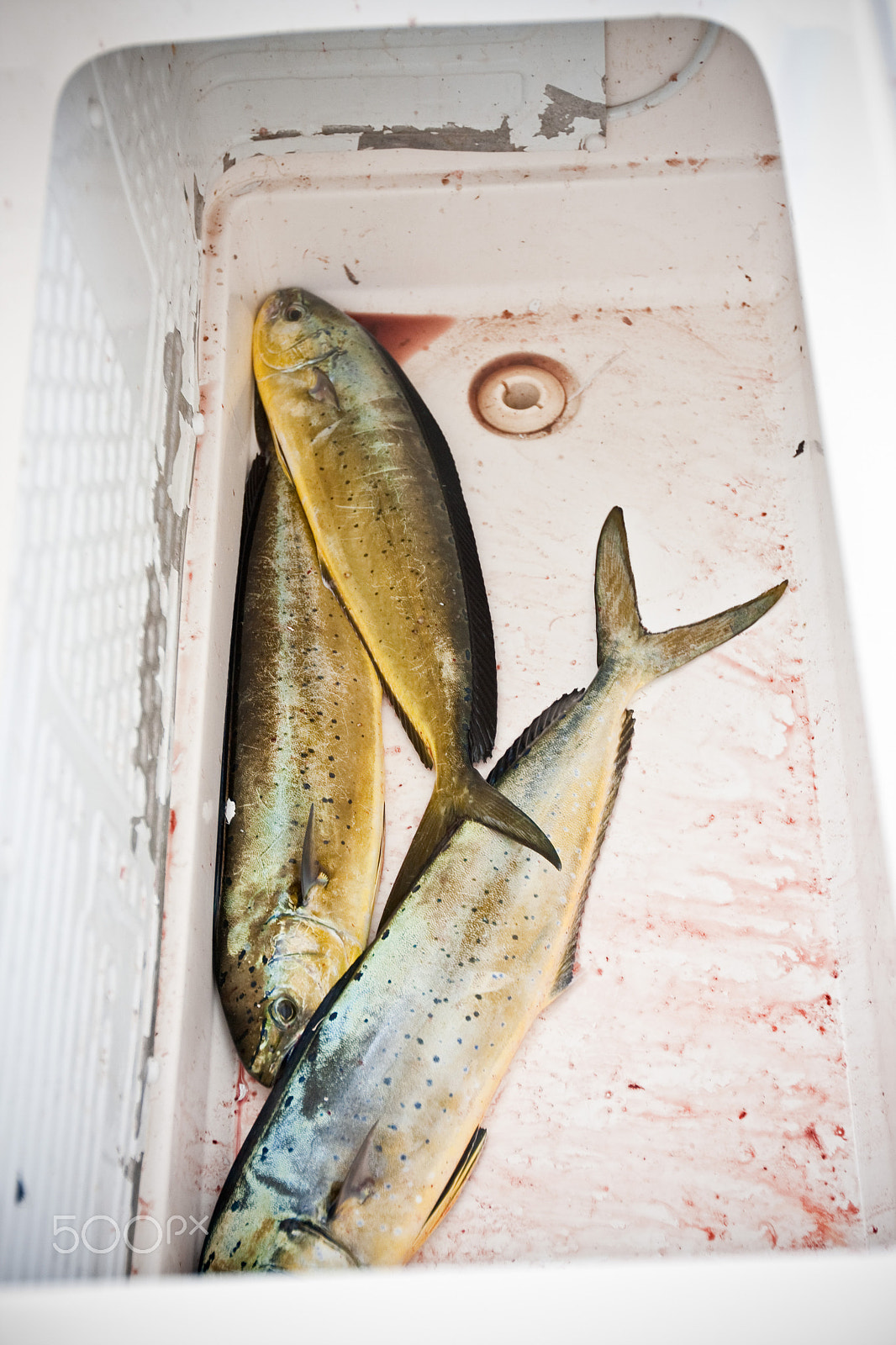 Canon EF 16-35mm F2.8L II USM sample photo. Ibiza fishing tour photography