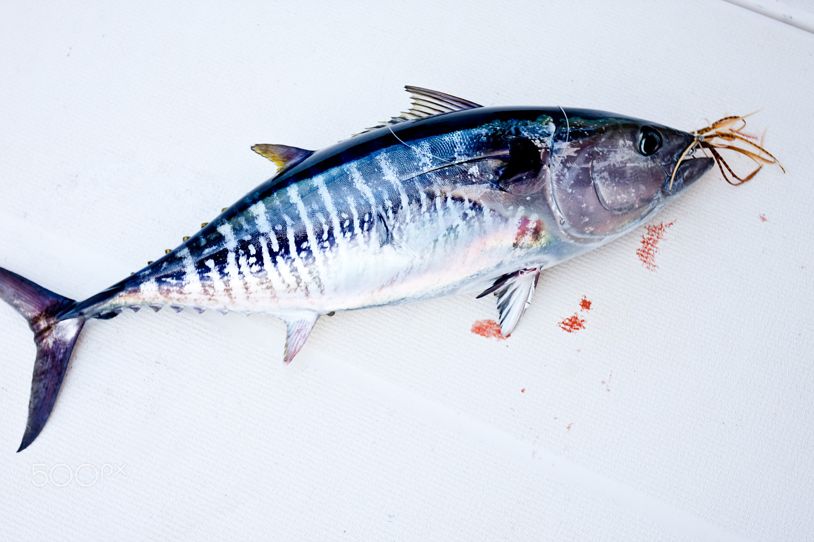 Canon EF 16-35mm F2.8L II USM sample photo. Ibiza fishing tour photography