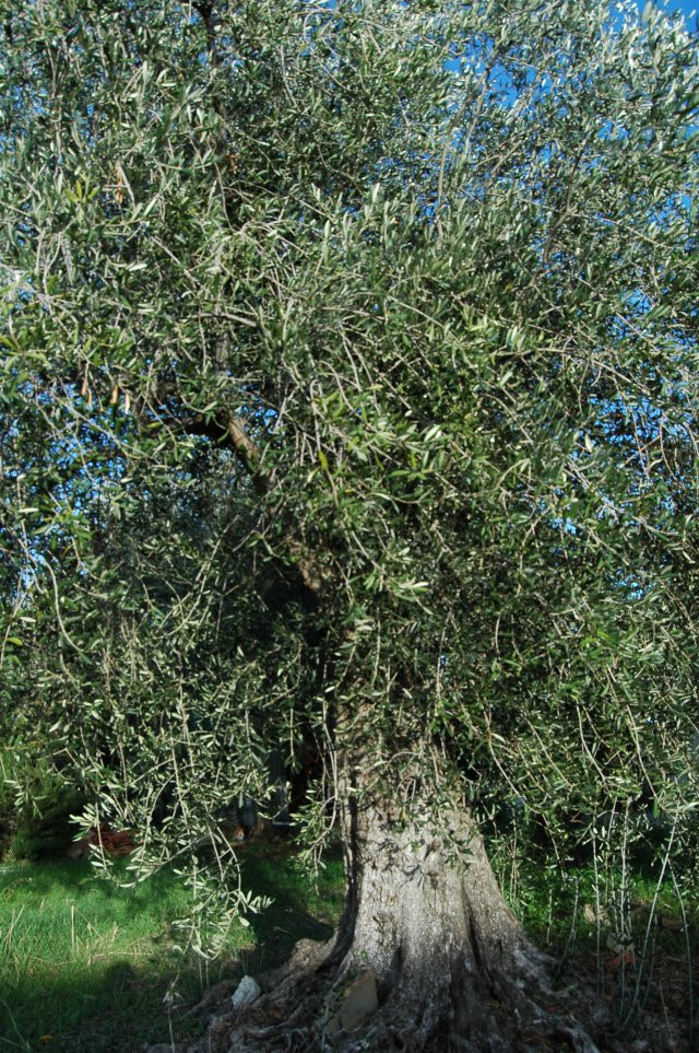 Nikon D70 sample photo. Bordighera (im)  via colla photography