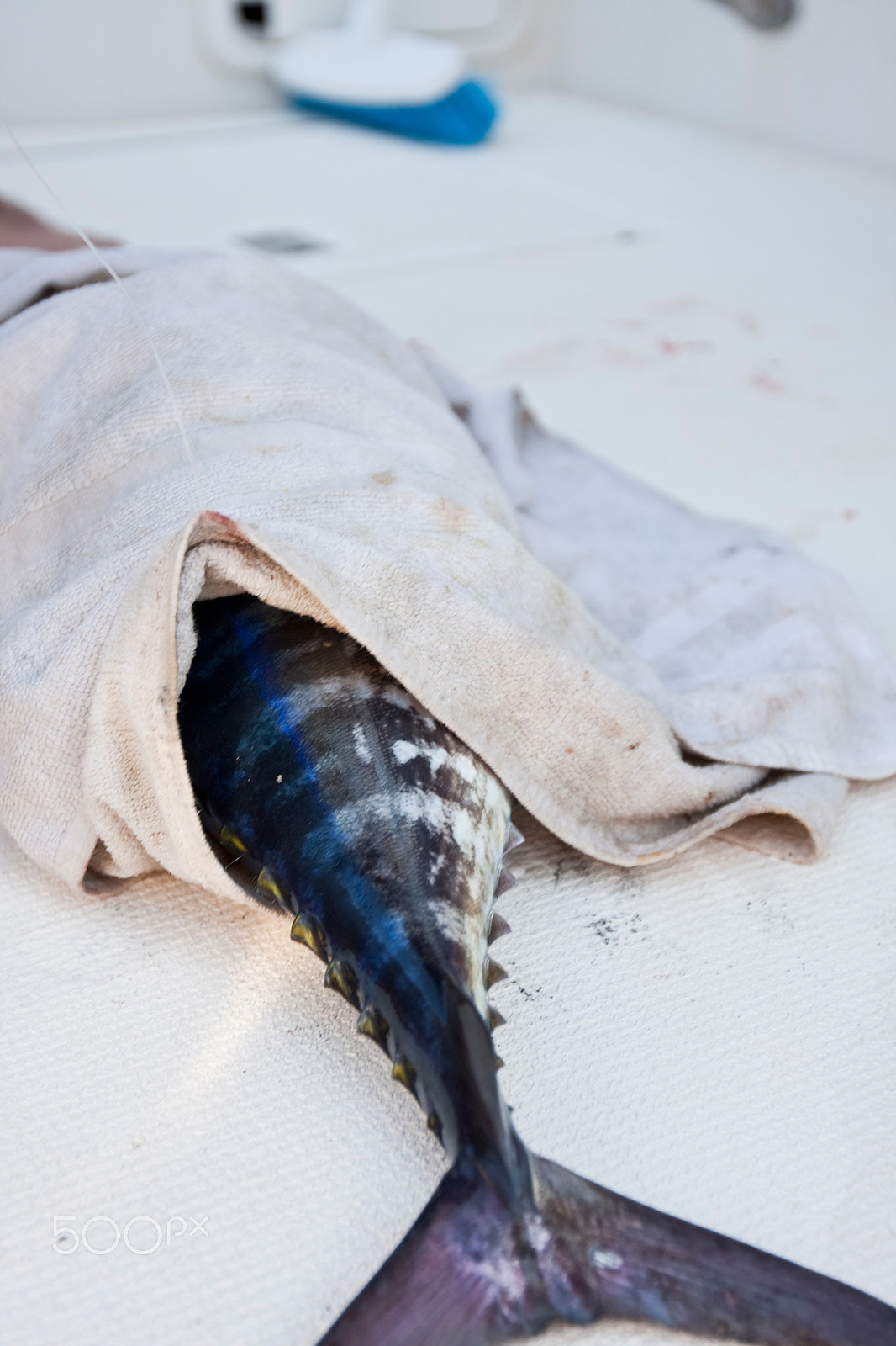 Canon EF 16-35mm F2.8L II USM sample photo. Ibiza fishing tour photography