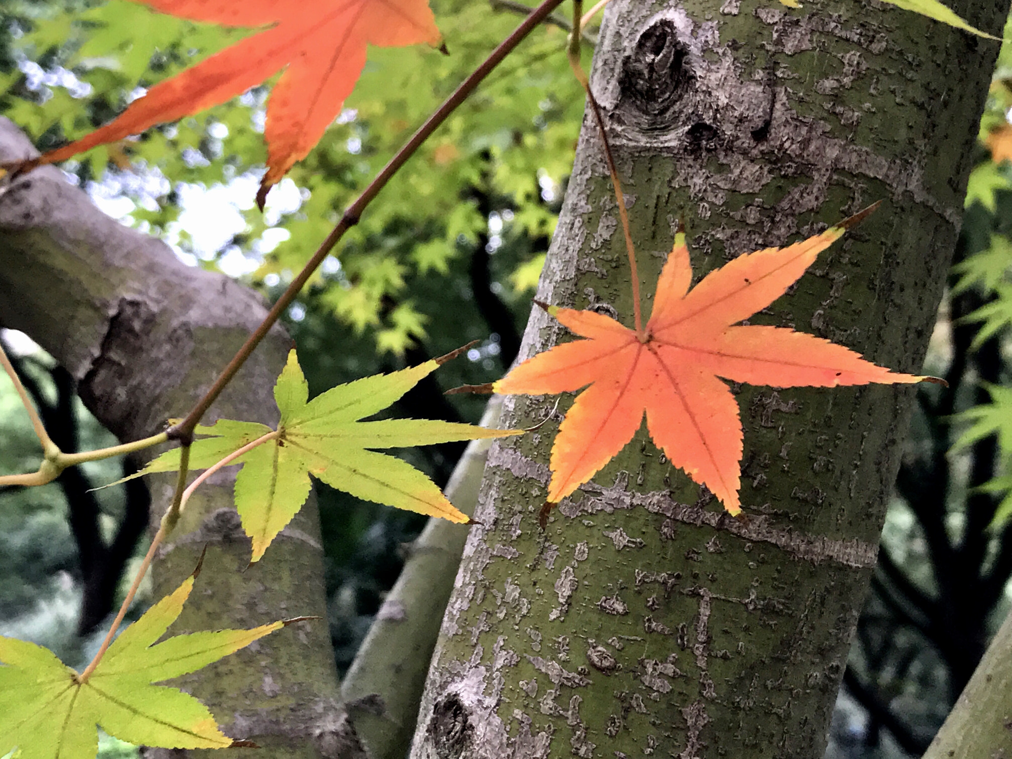 Apple iPhone9,1 sample photo. Maple tree 槭树 photography