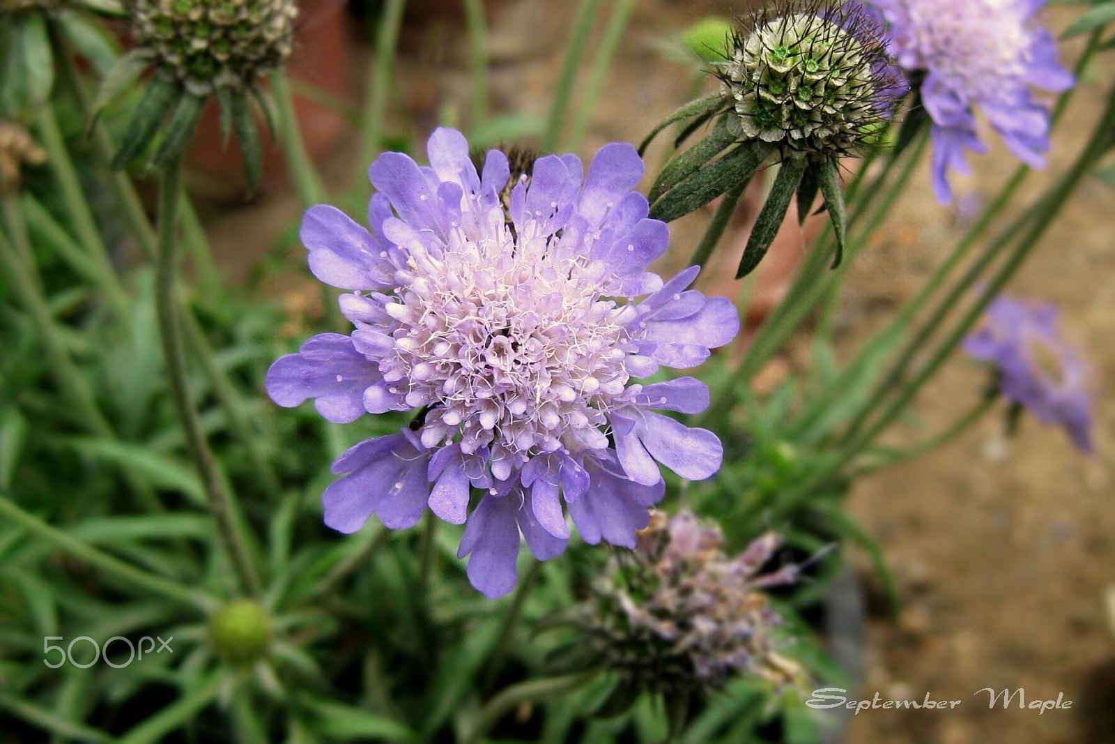 Canon PowerShot SD1100 IS (Digital IXUS 80 IS / IXY Digital 20 IS) sample photo. 紫盆花 [scabiosa atropurpurea] photography