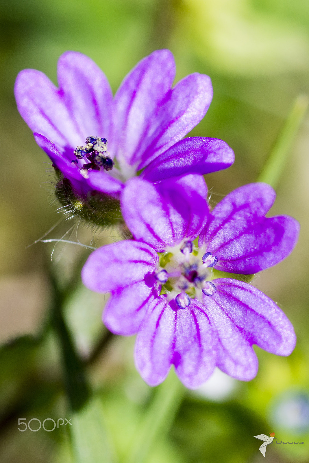 Nikon D800E + AF Micro-Nikkor 105mm f/2.8 sample photo. Sunny day photography