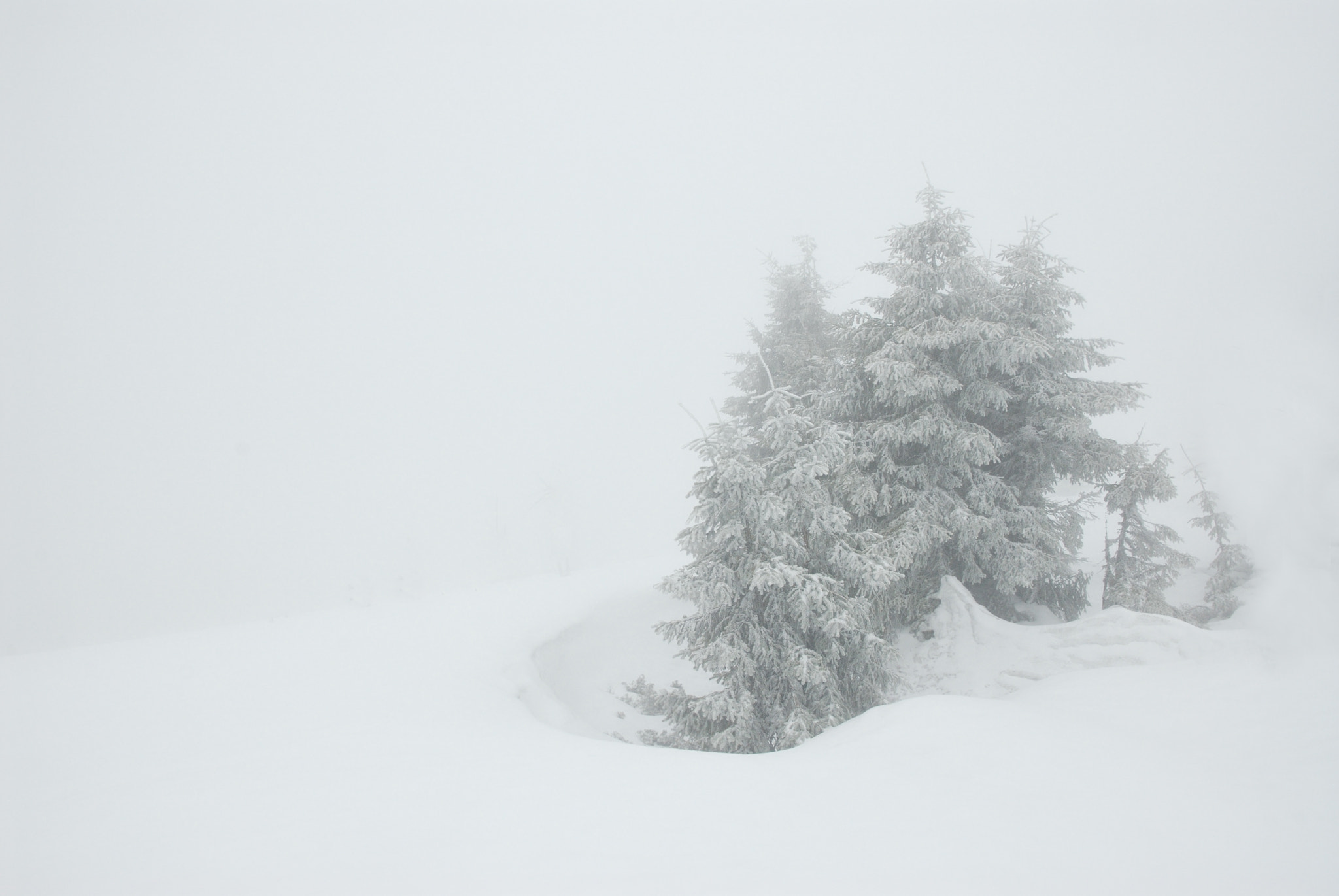 Nikon D200 sample photo. Spruce in snow storm photography