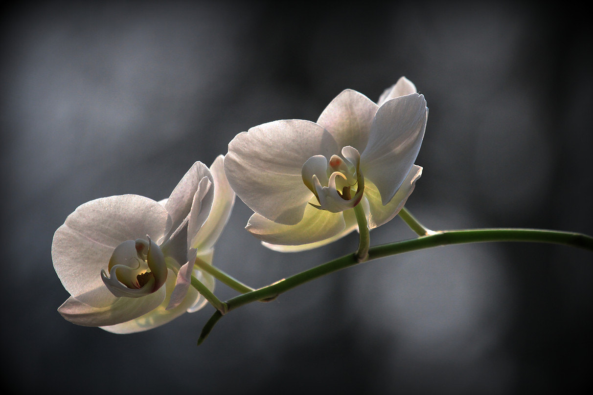Canon EF 100-400mm F4.5-5.6L IS USM sample photo. L'orchidée photography