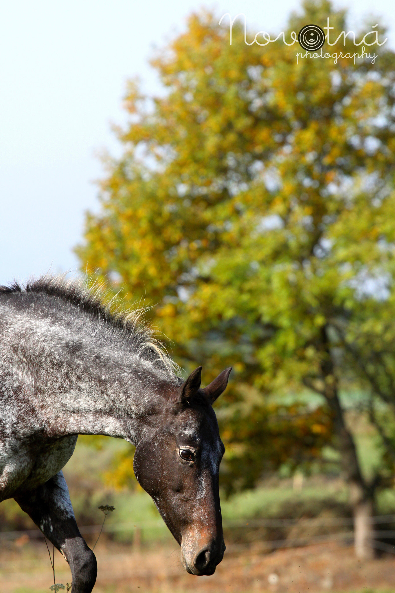 Canon EOS 50D + Canon EF 70-200mm F4L USM sample photo. Autumn apaloosa photography