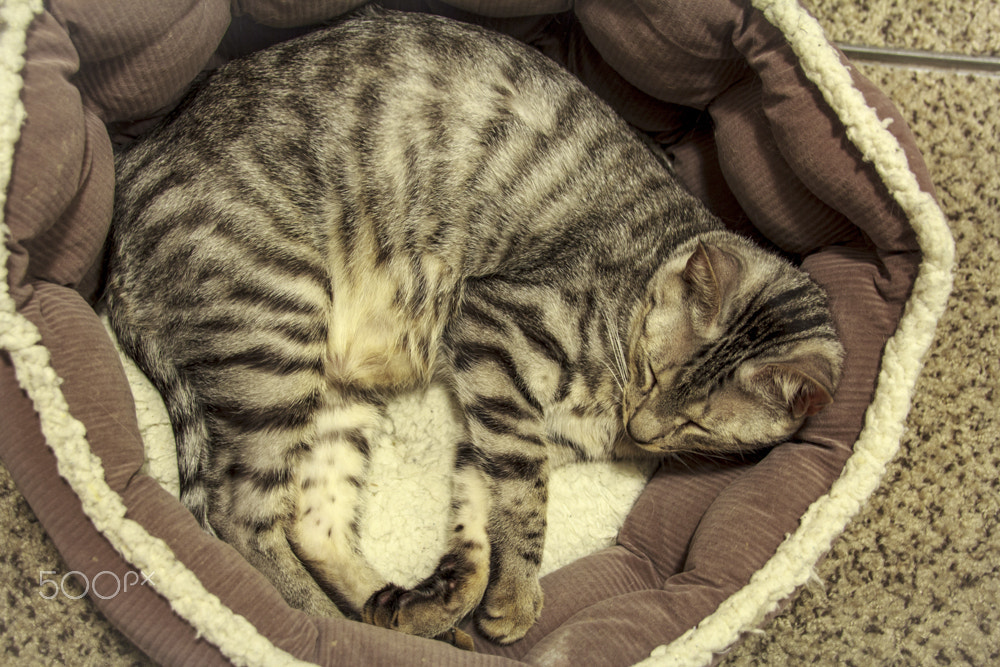 Canon EOS 60D sample photo