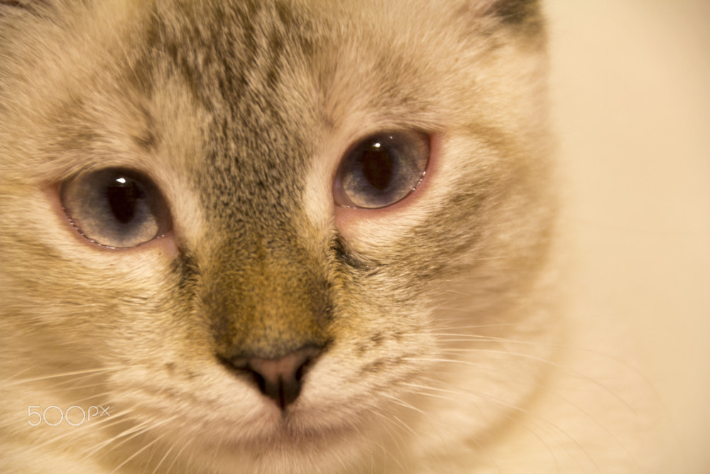 Canon EOS 60D sample photo