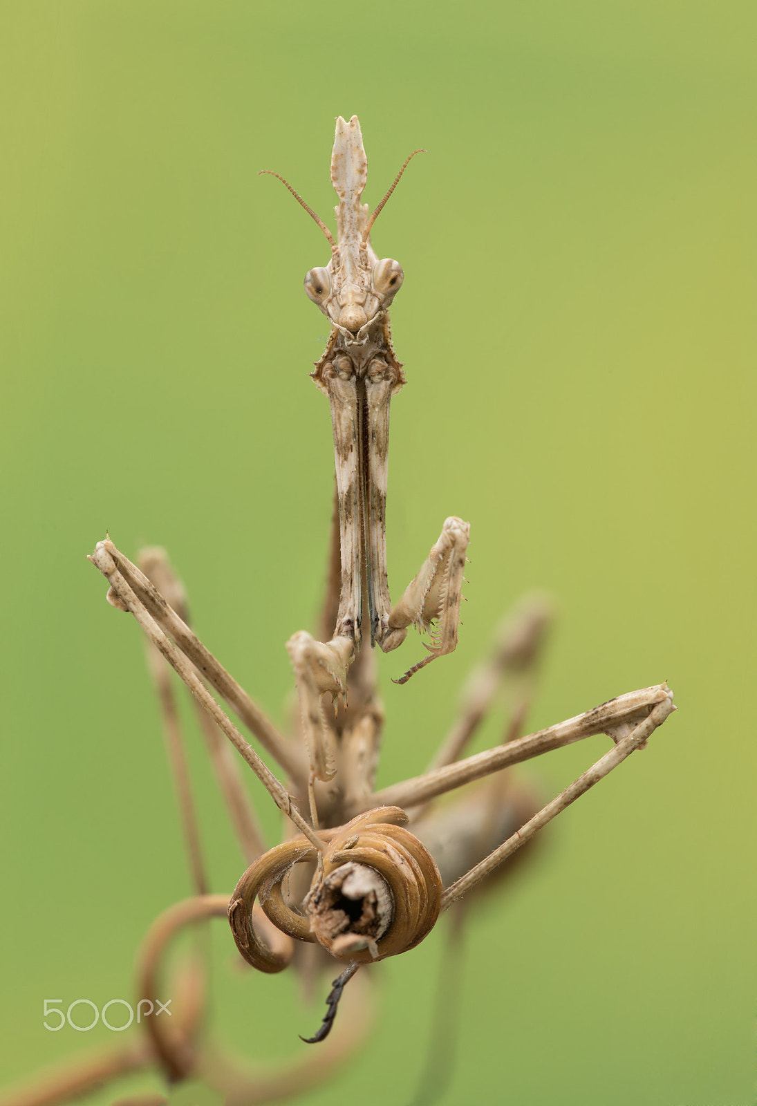 Sigma 150mm F2.8 EX DG OS Macro HSM sample photo. Empusa portrati photography