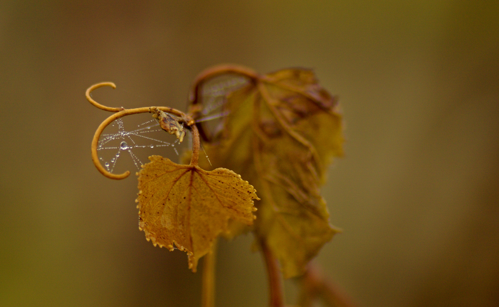 Sony ILCA-77M2 + Tamron SP AF 90mm F2.8 Di Macro sample photo. Autumn leaf photography