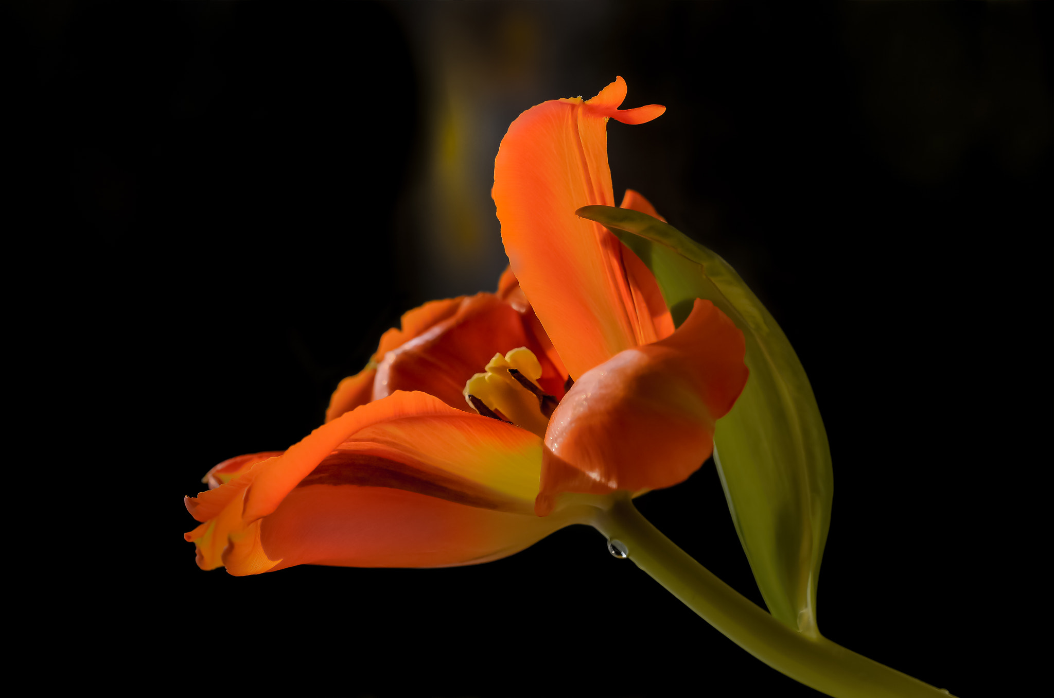 Sigma 105mm F2.8 EX DG OS HSM sample photo. Insight photography