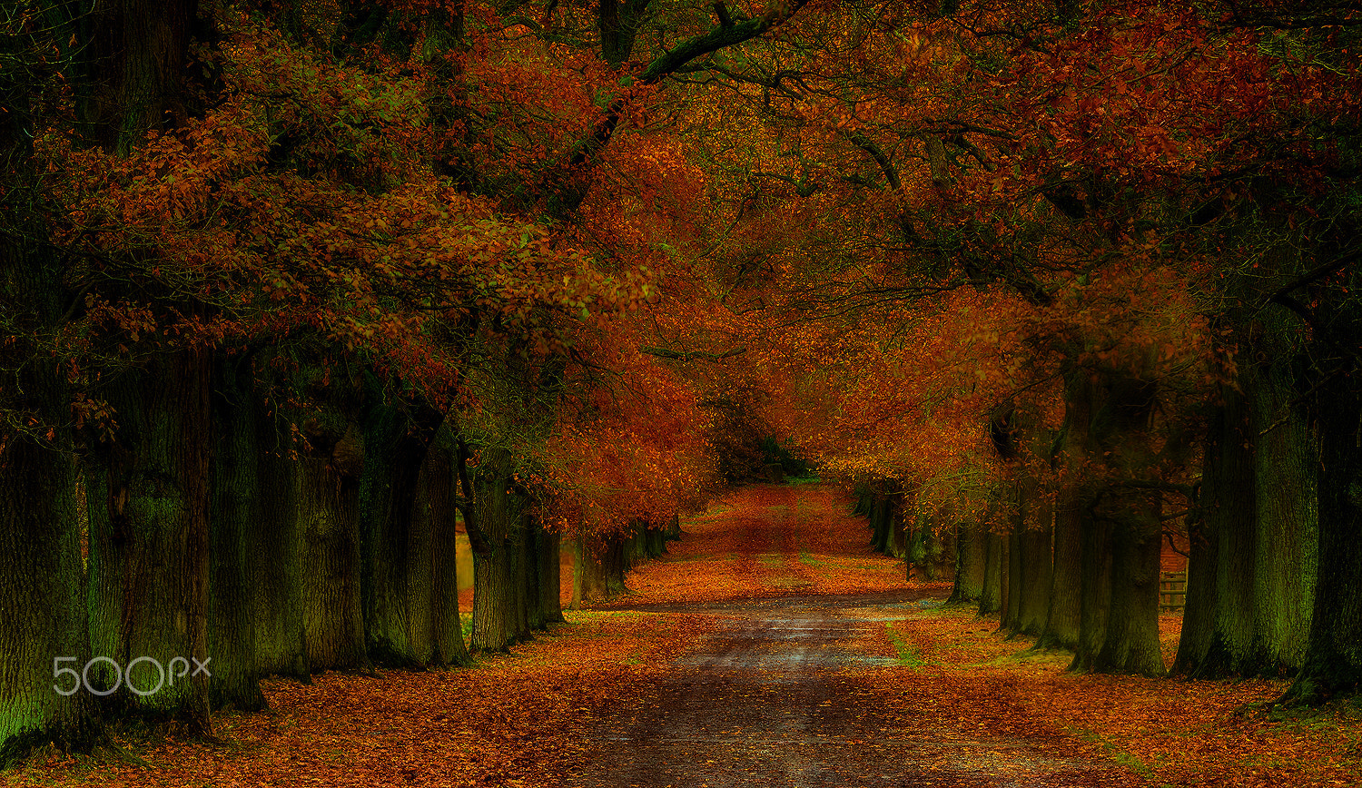 Nikon D750 + Sigma 150mm F2.8 EX DG Macro HSM sample photo. Autumn colours ii photography