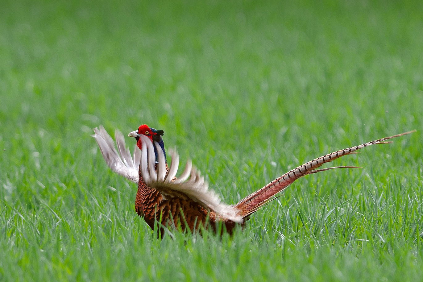 Nikon D300S + Nikon AF-S Nikkor 300mm F2.8G ED-IF VR sample photo. Pheasant photography