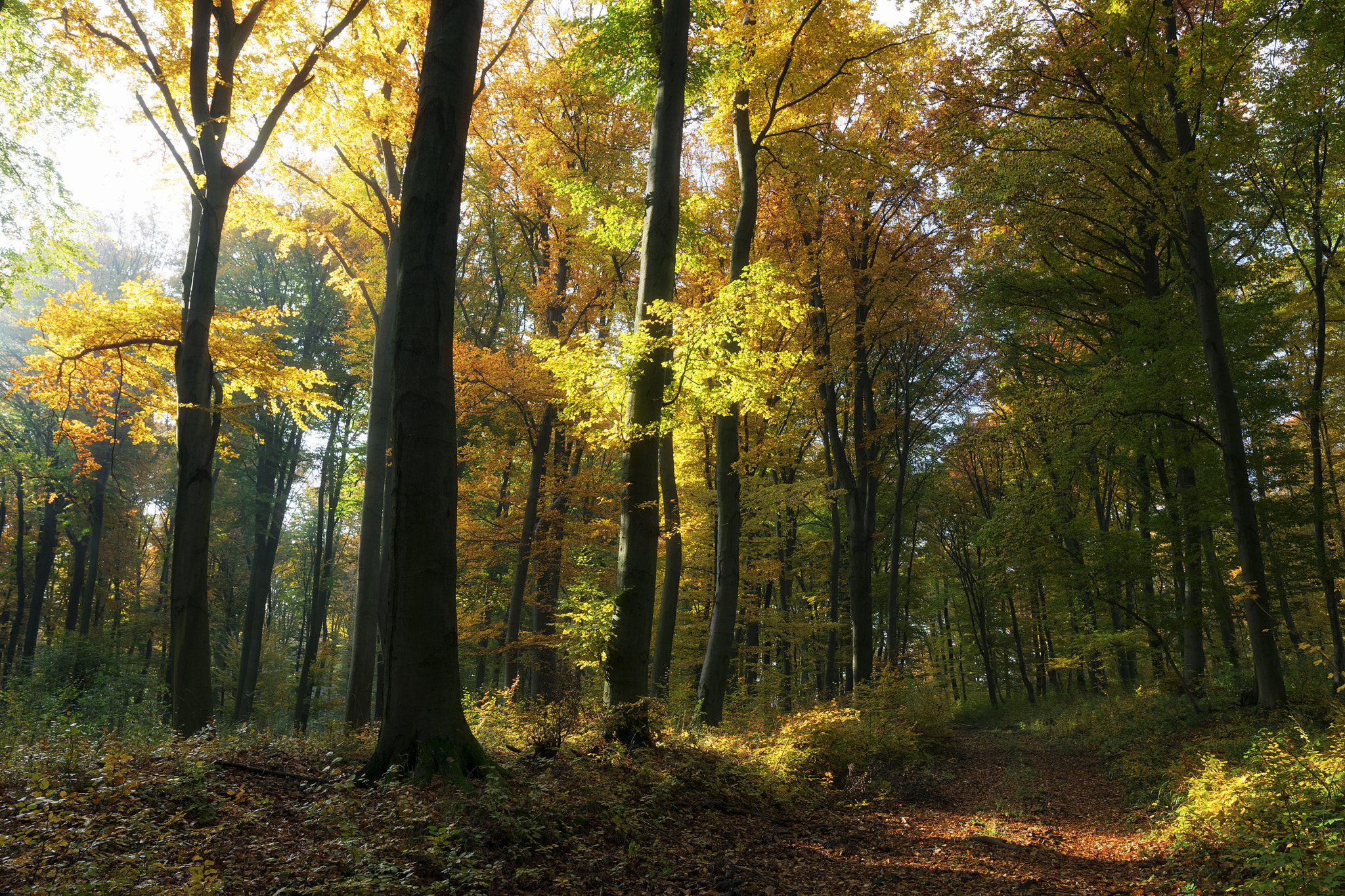Nikon D5300 + Sigma 18-35mm F1.8 DC HSM Art sample photo. Forest road photography