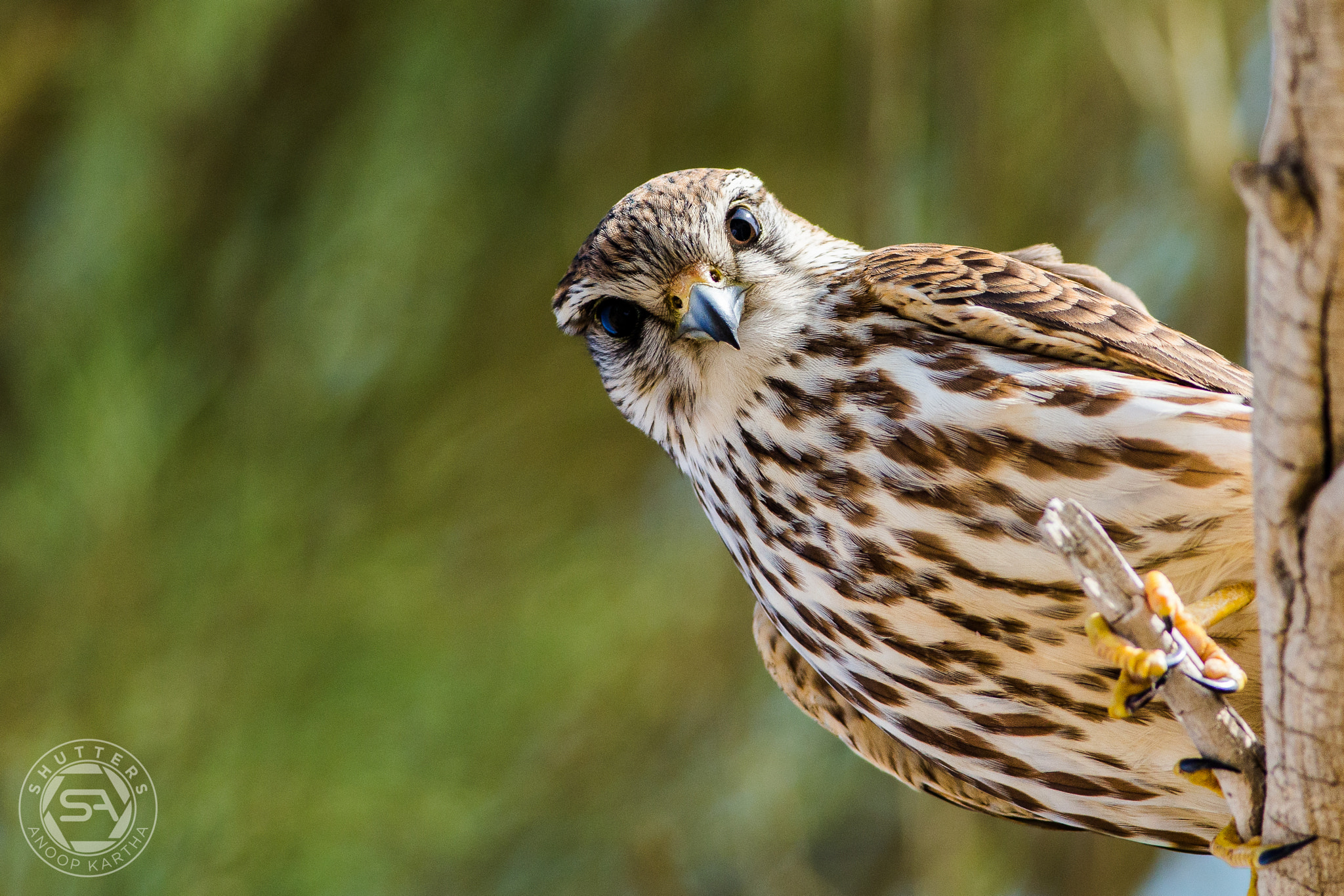 Canon EF 400mm F5.6L USM sample photo. Common kestrel photography