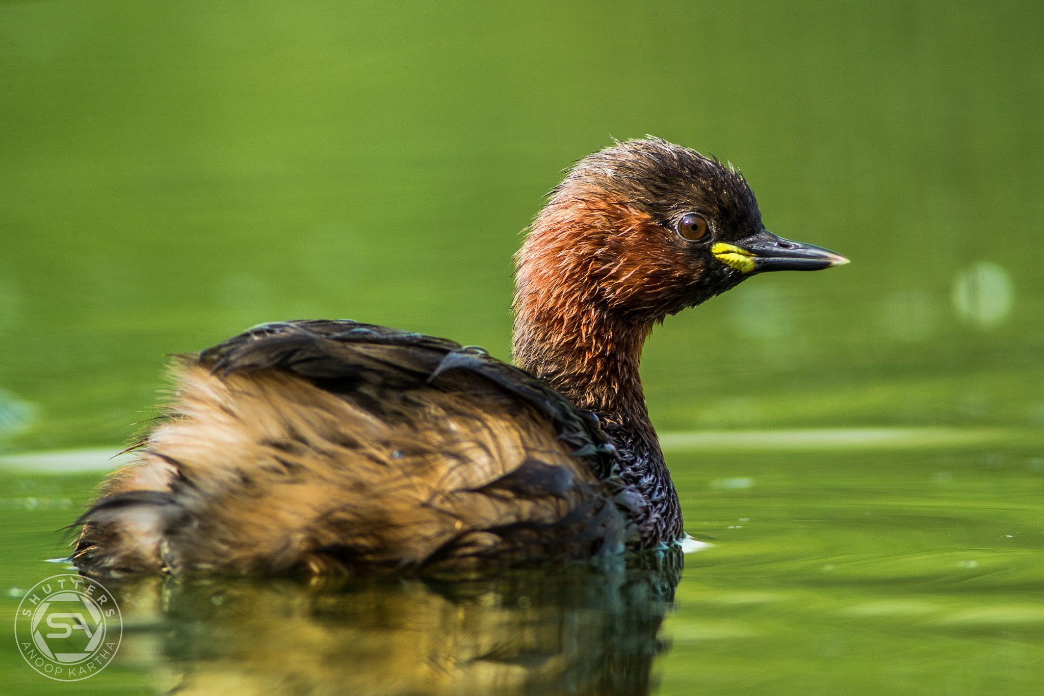 Canon EF 400mm F5.6L USM sample photo. Little grebe photography