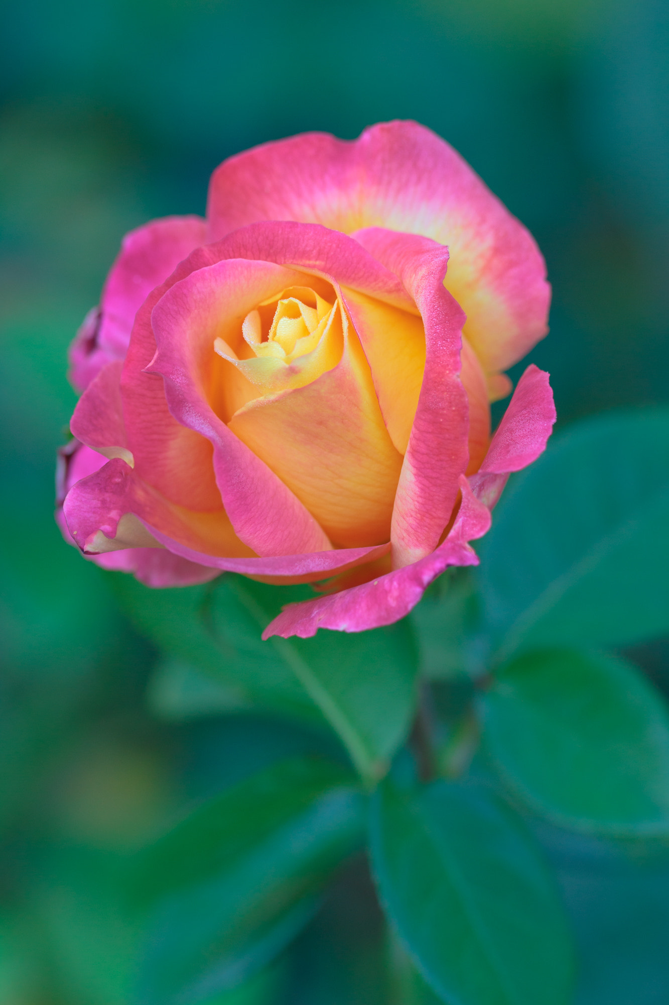 Sigma 105mm F2.8 EX DG OS HSM sample photo. Nature photography
