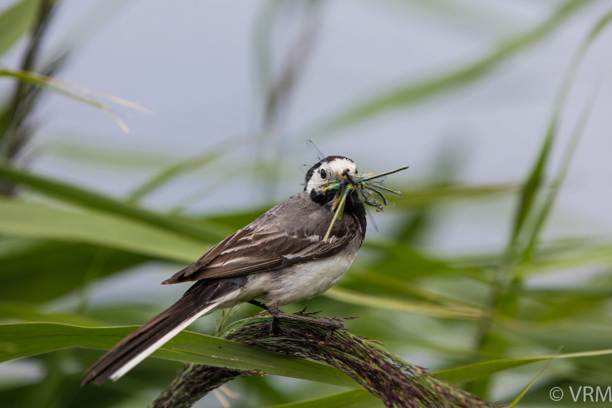 Canon EF 70-200mm F2.8L IS II USM sample photo. Wagtail photography
