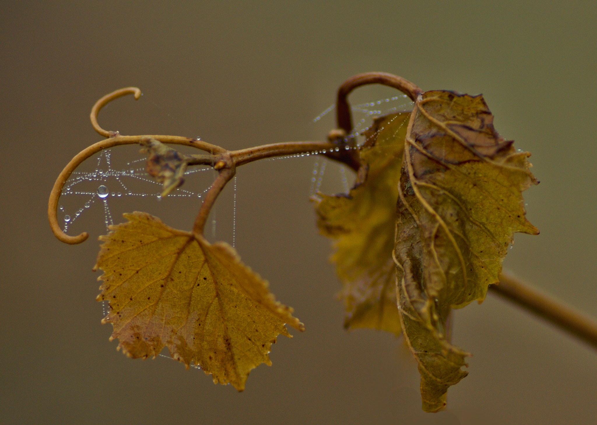 Sony ILCA-77M2 + Tamron SP AF 90mm F2.8 Di Macro sample photo. Web photography