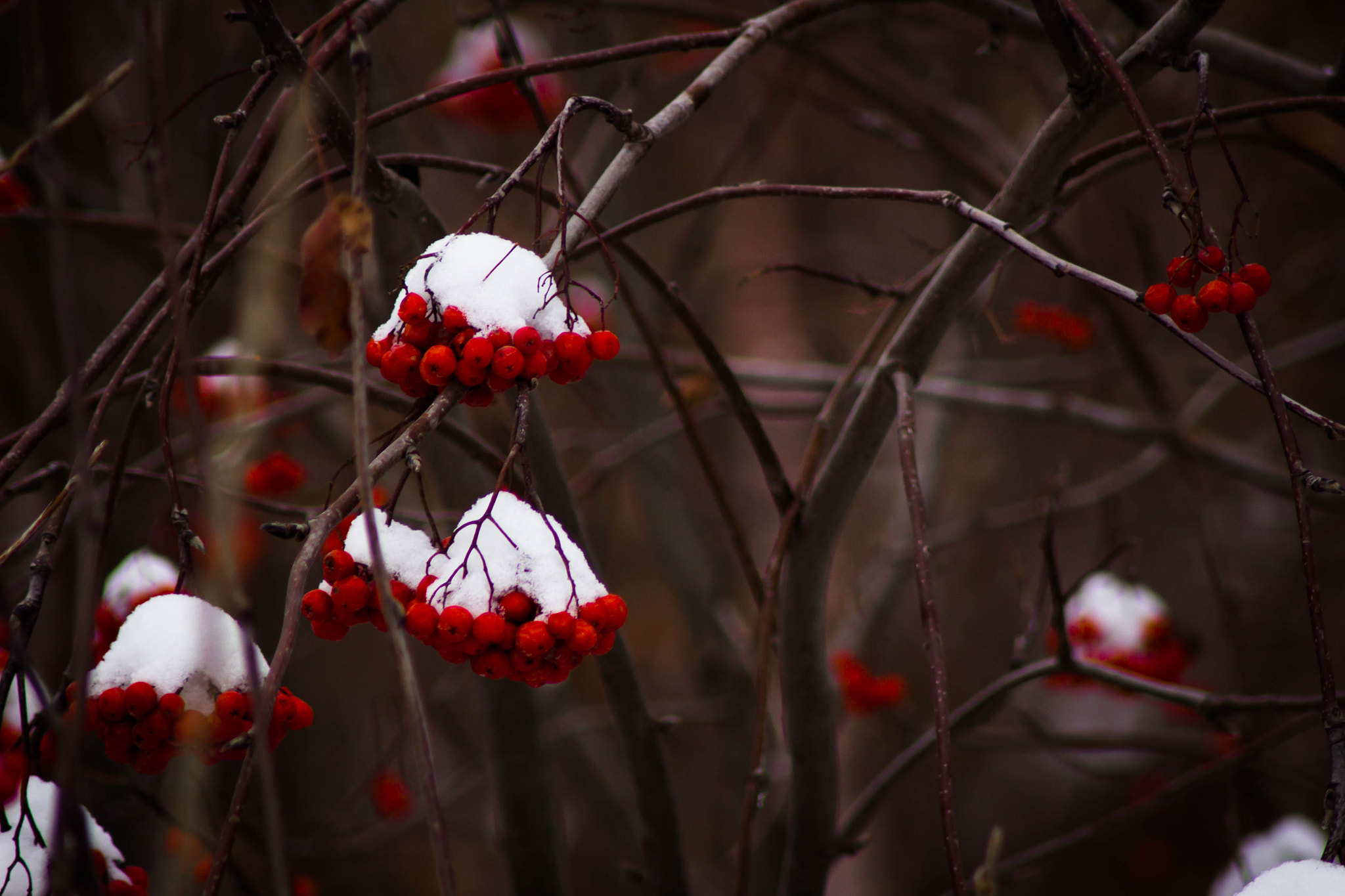 Canon EOS 650D (EOS Rebel T4i / EOS Kiss X6i) sample photo. Winter photography